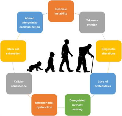 Aging Hallmarks: The Benefits of Physical Exercise